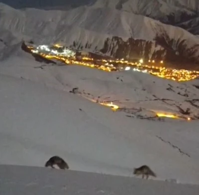 Hakkari&rsquo;de masalsı şehir g&ouml;r&uuml;nt&uuml;s&uuml; eşliğinde tilkilerin oyunu
