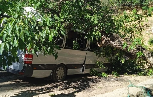 Hakkari&rsquo;de park halindeki aracın &uuml;zerine ceviz ağacı devrildi
