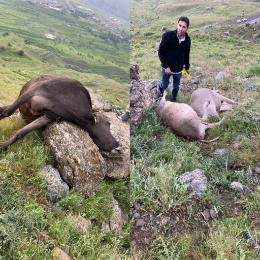 Hakkari’de yıldırım düşmesi sonucu 3 inek telef oldu
