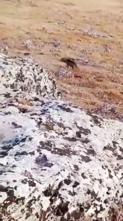Halfeti’de nesli tükenme tehlikesi altında olan çizgili sırtlan görüldü

