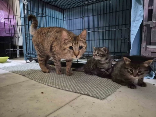 Hamile kedi sığındığı veteriner kliniğinde doğum yaptı
