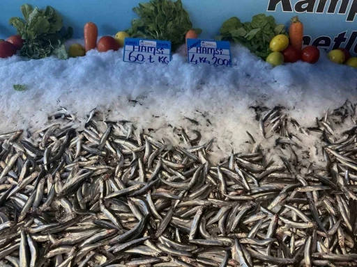 Hamsi fiyatı yüzleri güldürdü, kilosu 60 liraya düştü