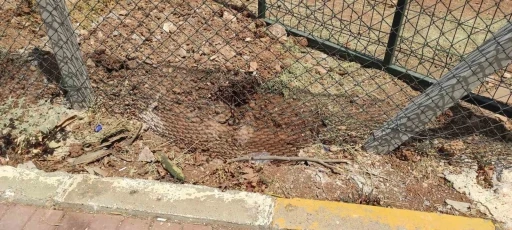 Harran Üniversitesinde başıboş köpekler koruma altındaki ceylanları parçaladı
