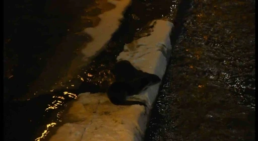 Harşit &Ccedil;ayı&rsquo;nda nesli tehlike altındaki su samurları g&ouml;r&uuml;nt&uuml;lendi
