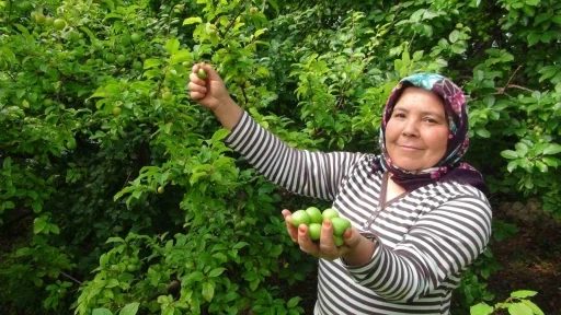 Hasada 8 bin TL ile başlanan erikte fiyat 400 TL’ye kadar düştü
