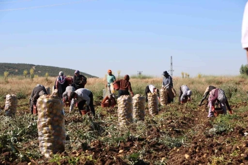 Hasadı başlayan patates fiyatıyla &uuml;reticilerin y&uuml;z&uuml;n&uuml; g&uuml;ld&uuml;rd&uuml;
