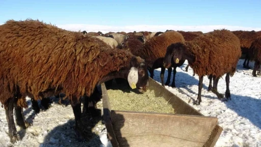 Hask&ouml;y&rsquo;de besicilerin zorlu mesaisi başladı
