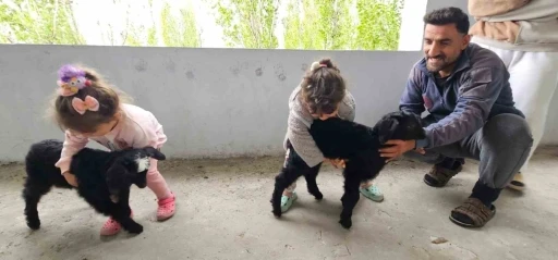 Hask&ouml;y&rsquo;de g&ouml;k g&uuml;r&uuml;lt&uuml;s&uuml;nden korkan yavru ke&ccedil;iler balkona sığındı
