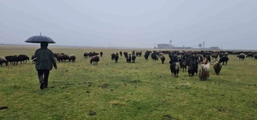 Hasköy’de sıcaklığın mevsim normalleri üzerinde olması besicileri sevindirdi

