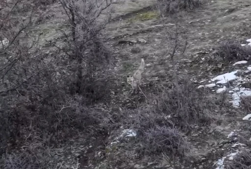 Hask&ouml;y&rsquo;de tilkilerin dron ile imtihanı
