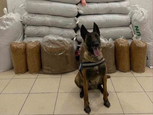 Hassas burun &quot;Alkış&quot; otobüste 520 kilogram kaçak tütün buldu
