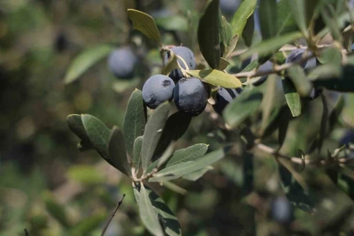 Hatay’da 17 milyon 102 bin ağaçta, 201 bin ton zeytin rekoltesi bekleniyor
