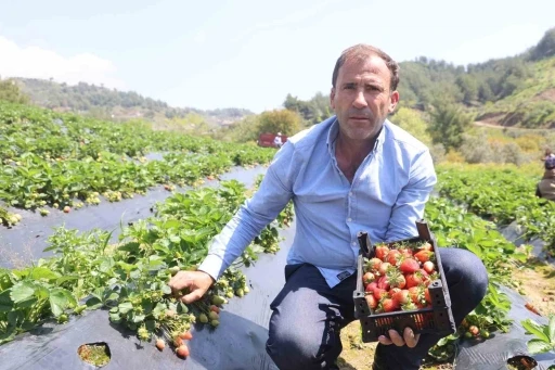 Hatay&rsquo;da &ccedil;ilek hasadı başladı
