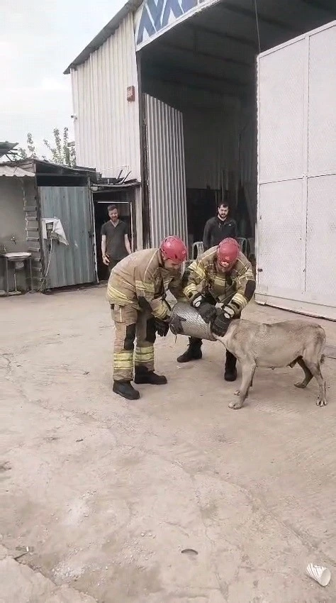 Hava filtresine sıkışan k&ouml;pek kurtarıldı

