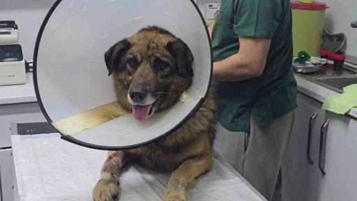Havladığı İ&ccedil;in Vurulan K&ouml;pek Yaşam Savaşını Kazandı