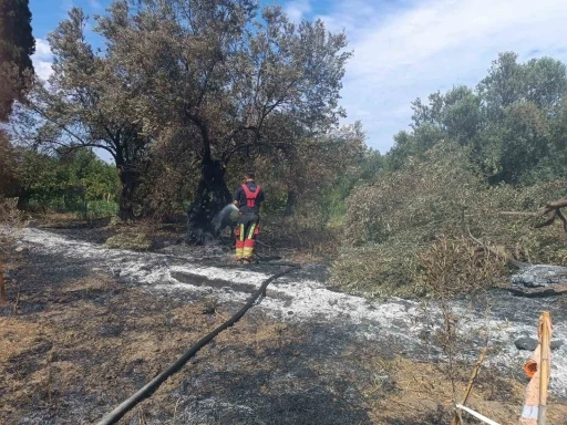 Havran&rsquo;da zeytinlik yangını
