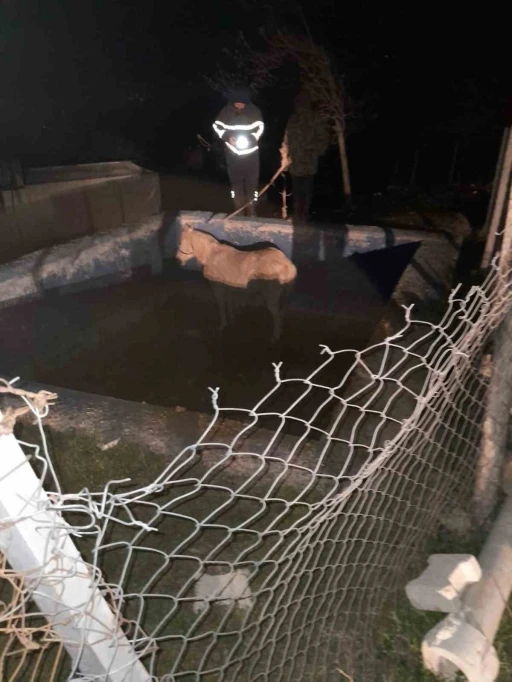 Havuza d&uuml;şerek mahsur kalan atı itfaiyeciler kurtardı
