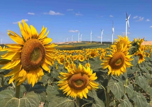 Hayrabolu&rsquo;da ay&ccedil;i&ccedil;eği tarlaları g&ouml;rsel ş&ouml;lene d&ouml;n&uuml;şt&uuml;
