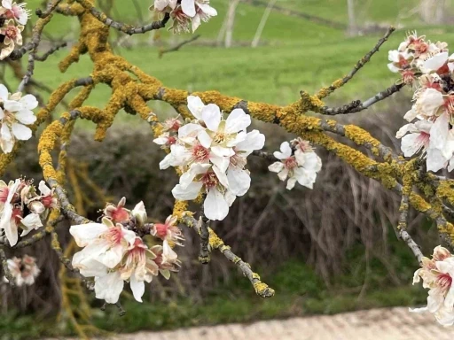 Hayrabolu&rsquo;da badem ağa&ccedil;ları erken &ccedil;i&ccedil;ek a&ccedil;tı
