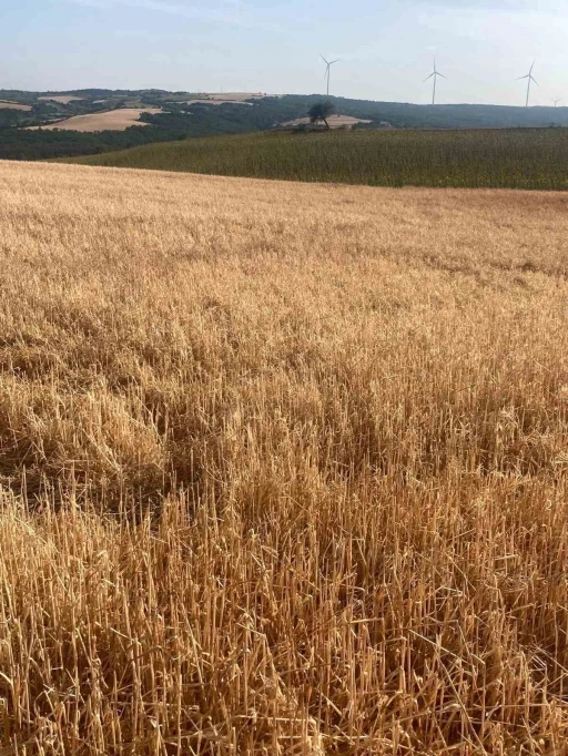 Hayrabolu’da dolu yağışı tarım arazilerine zarar verdi
