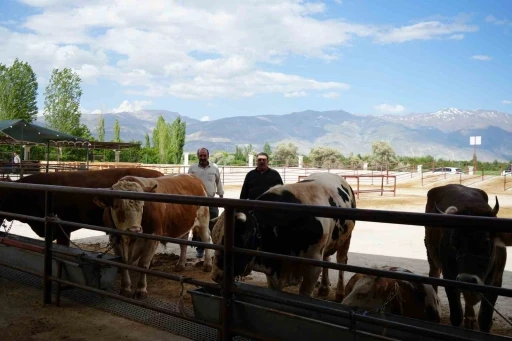 Hayvan pazarı geçici süreyle kapatıldı
