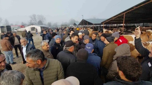 Hayvan pazarında hararetli pazarlık kamerada
