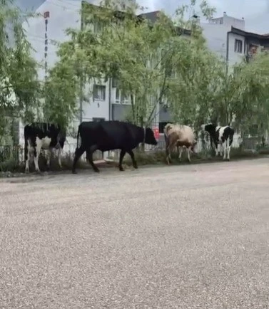 Hayvan pazarından ka&ccedil;an b&uuml;y&uuml;kbaş havanlar gezintiye &ccedil;ıktı
