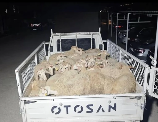 Hayvan pazarlığı hırsızlığa dönüştü, şahıslar kaçamadan yakalandı
