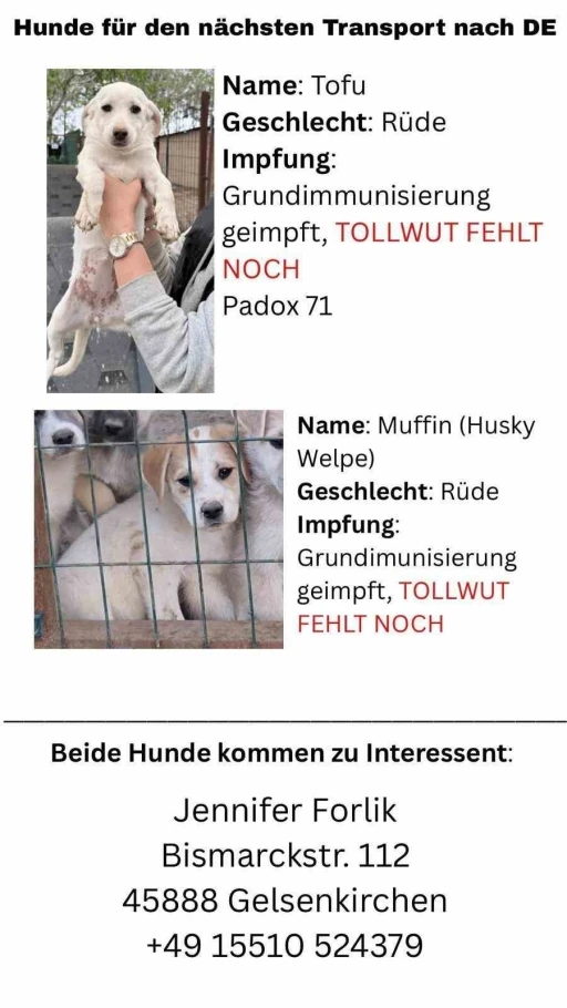 Hayvan severlerden, hayvan ka&ccedil;ak&ccedil;ılığı iddiası
