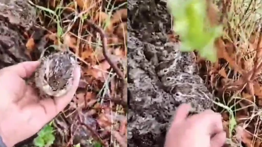 Çoban Yavru Tavşanlara Şefkat Eli Uzattı