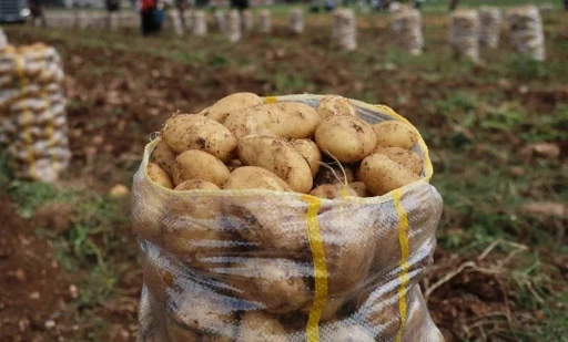 Hepsi geri gönderildi: Yurt dışından gelen 2 bin tondan fazla patates virüslü çıktı
