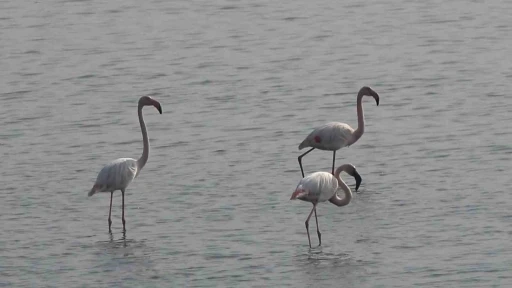 Hersek Lagünü’nde flamingo popülasyonu artıyor
