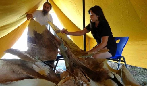 Heyecanlandıran keşifte 16 metrelik balinanın kemikleri birleştirilmeye başlandı
