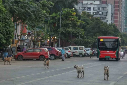 Hindistan&rsquo;da 62 milyon sokak k&ouml;peği, sokakları işgal ediyor

