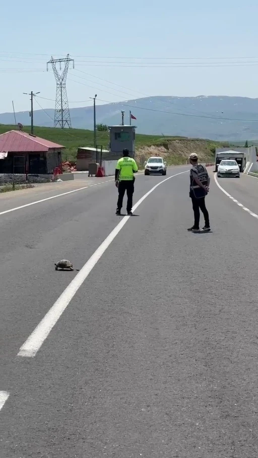 Hınıs&rsquo;ta y&uuml;rekleri ısıtan g&ouml;r&uuml;nt&uuml;: Polis memuru kaplumbağa i&ccedil;in trafiği durdurdu
