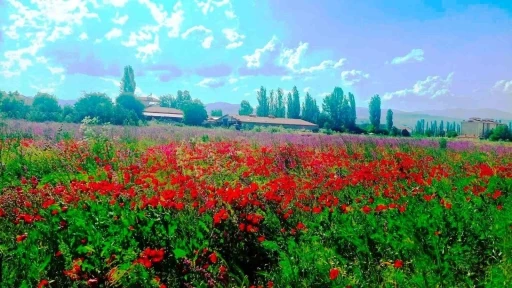 Hisarcık&rsquo;ta hazeran otu ve gelinciklerin oluşturduğu renk c&uuml;mb&uuml;ş&uuml; b&uuml;y&uuml;l&uuml;yor
