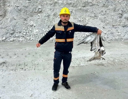 Hisarcık&rsquo;ta maden sahasında bitkin halde bulunan balık kartalı tedavi altına alındı
