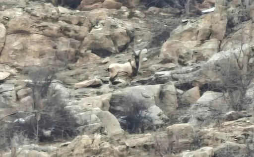 Hizan&rsquo;da dağ ke&ccedil;ileri s&uuml;r&uuml; halinde g&ouml;r&uuml;nt&uuml;lendi

