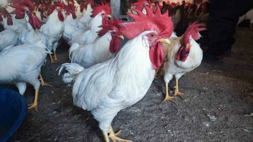 Hobiydi, iş oldu, 3 yılda 850 etlik horoz yetiştirdi
