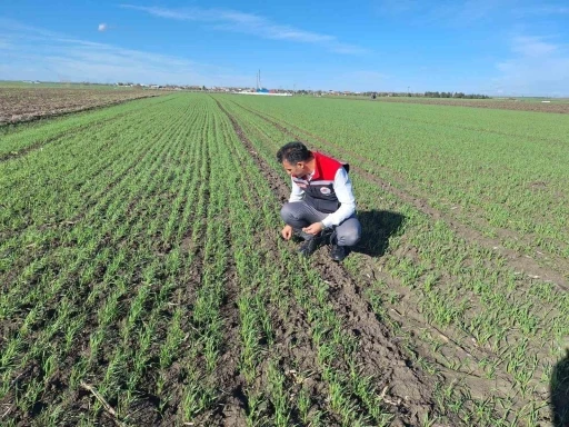 Hububat tarlalarında ’ekin kambur böceği’ tehlikesi
