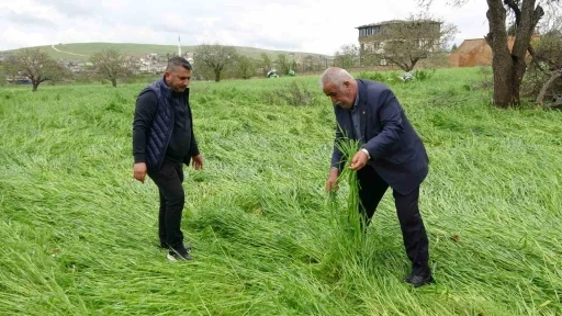 Hububatı &lsquo;s&uuml;per h&uuml;cre&rsquo; vurdu
