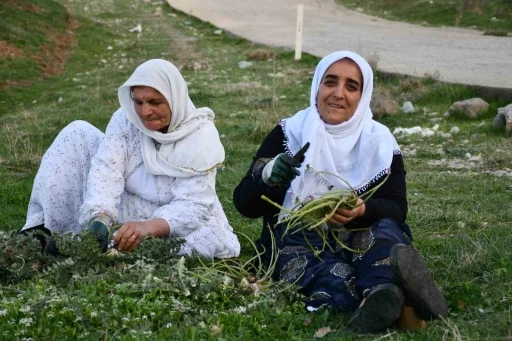 Huzura kavuşan Herekol Dağı’nda vatandaşlar pancar topladı
