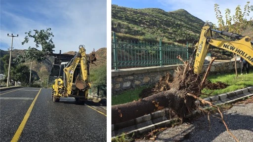 İçmeler'de Çeyrek Asırlık Avakado Ağacı Operasyonu