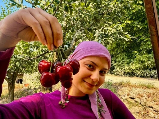 İhracatlık kirazda hasat d&ouml;nemi başladı
