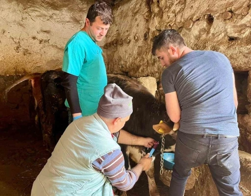 İhsaniye&rsquo;de şap hastalığına karşı &ccedil;alışma yapıldı
