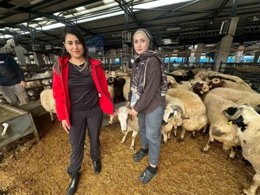 İki gen&ccedil; kuzen celep, Bursa&rsquo;daki kurban pazarında rekabeti artırdı
