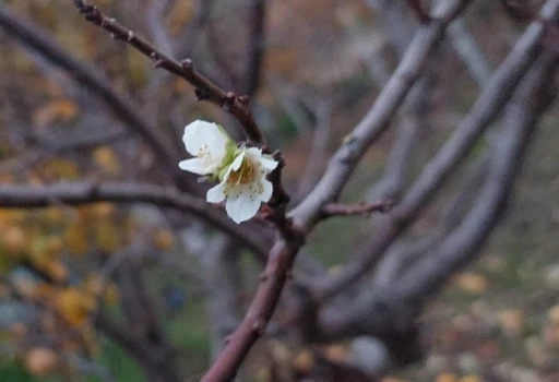 İnat&ccedil;ı erik soğukta &ccedil;i&ccedil;ek a&ccedil;tı
