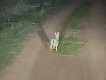 İnatçı tavşan arkasındaki araca dakikalarca yol vermedi
