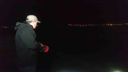 İnci Kefali Tatlı Sulara Akın Ediyor