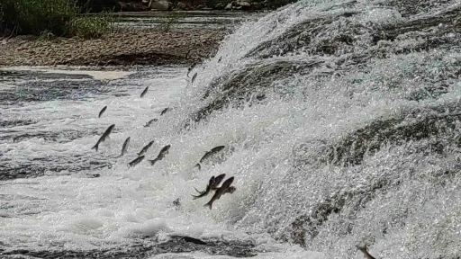 İnci kefalleri, Van G&ouml;l&uuml;&rsquo;ne d&ouml;k&uuml;len akarsulara girmesi i&ccedil;in gereken ekolojik şartları tamam
